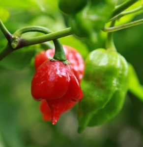 chile mas picante
