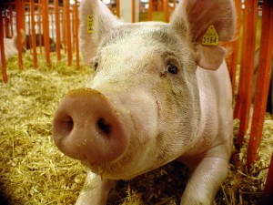 Científicos crean carne de cerdo en un laboratorio 1