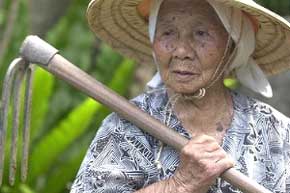 (Los habitantes de Okinawa están acostumbrados a trabajar hasta edades muy avanzadas, y a cosechar sus propios alimentos)