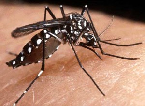 Liberaran mosquitos contaminados con una bacteria para acabar con el dengue en el mundo 1