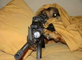 Un perro dispara accidentalmente su amo 9