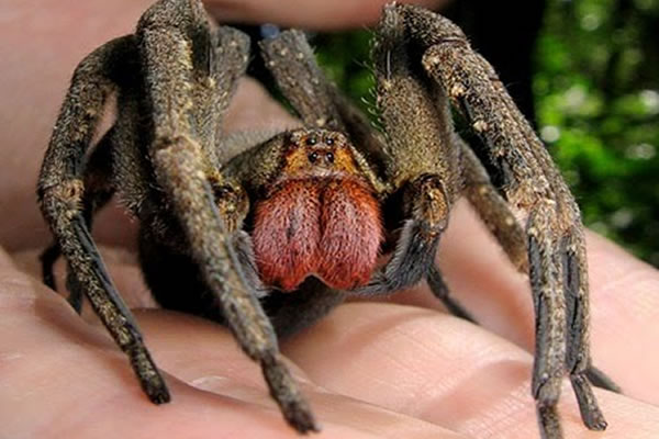 Picadura de Araña más efectiva que el Viagra, (Ahora anda a que te pique una Araña) 13