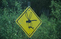 ¿Por qué los mosquitos pican más a algunas personas que a otras? 24