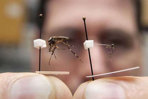 Mosquitos gigantes amenazan a Florida 30