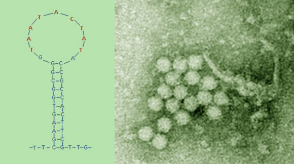 Un nuevo virus que causa infecciones cerebrales: Cycv-VN 5