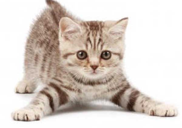Las mejores razas de gatos para compañía en casa 13