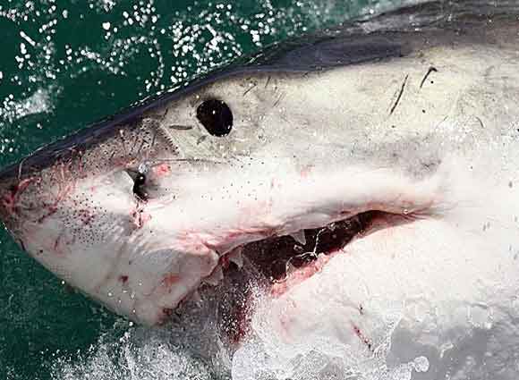 Un Tiburón enorme se dirige a las costas de Texas
