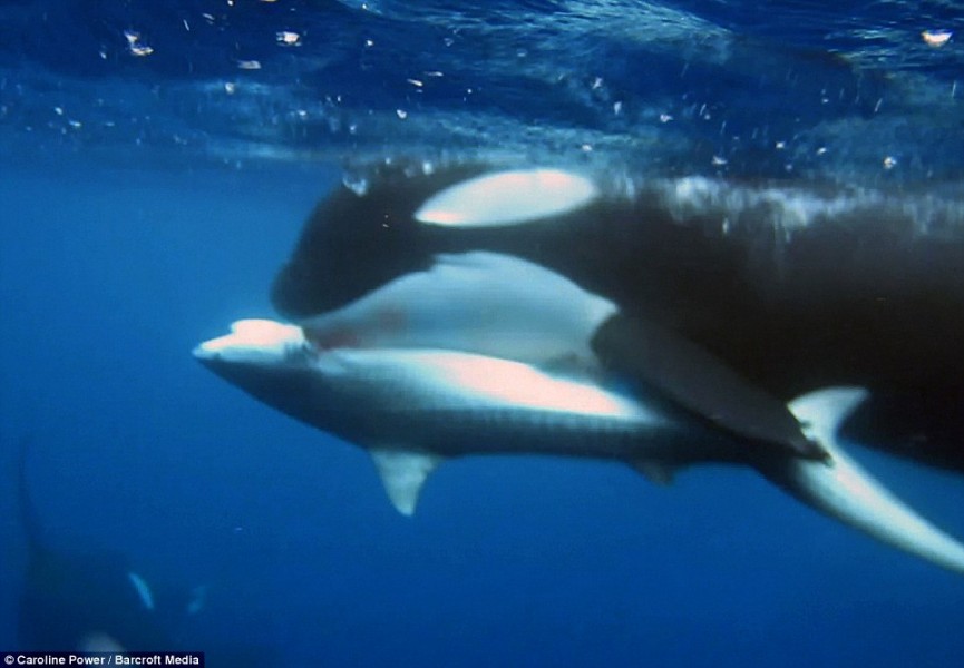 tiburonballenas2