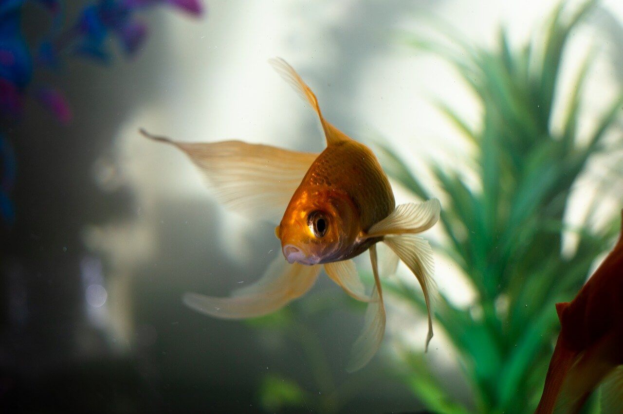 Ficha Técnica, datos de GoldFish o Pez Dorado 18