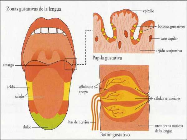 sabor_amargo