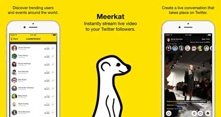 meerkat