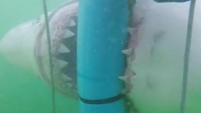 ataque de tiburón 