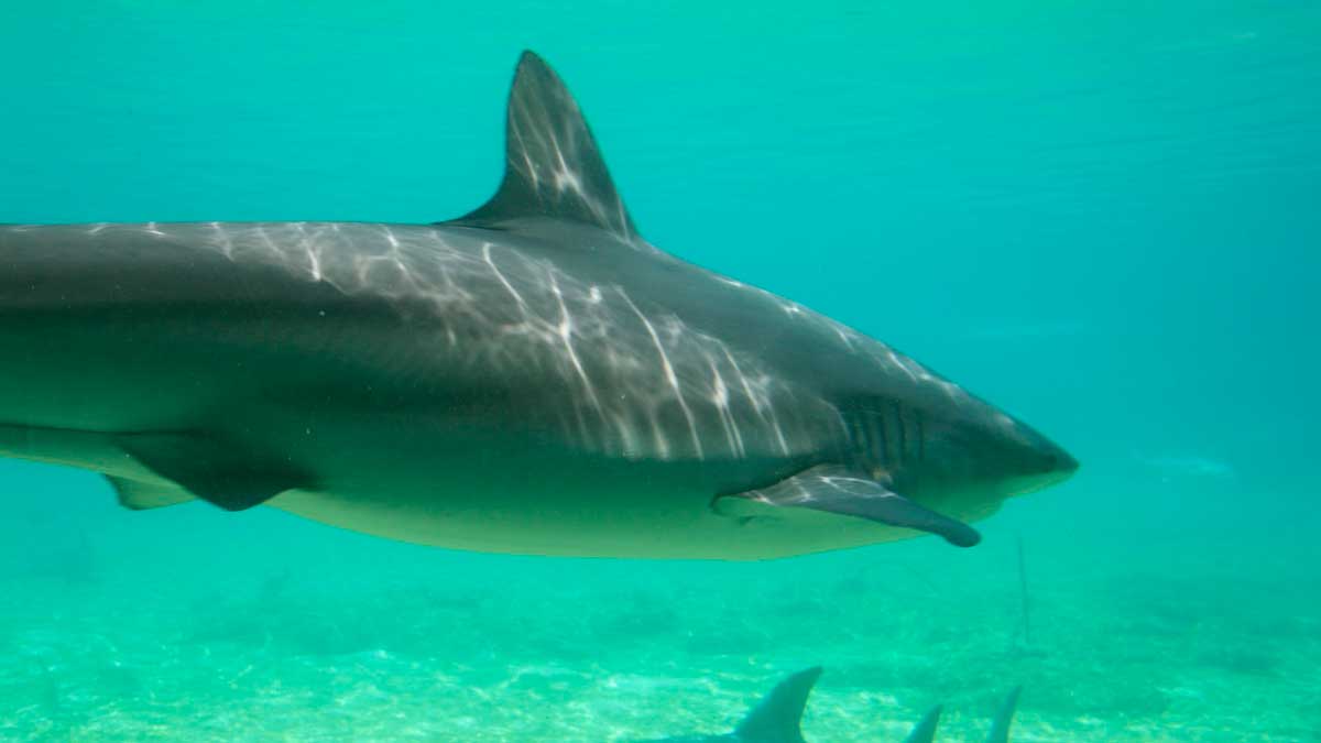 Mortal ataque de un tiburón en Colombia 1